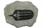 Morocconites Trilobite Fossil - Top Quality Specimen #355770-3